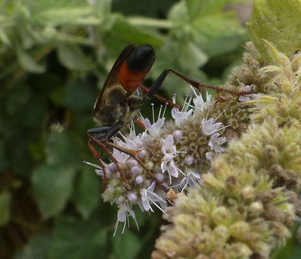 Sphex funerarius (Sphecidae), femmina